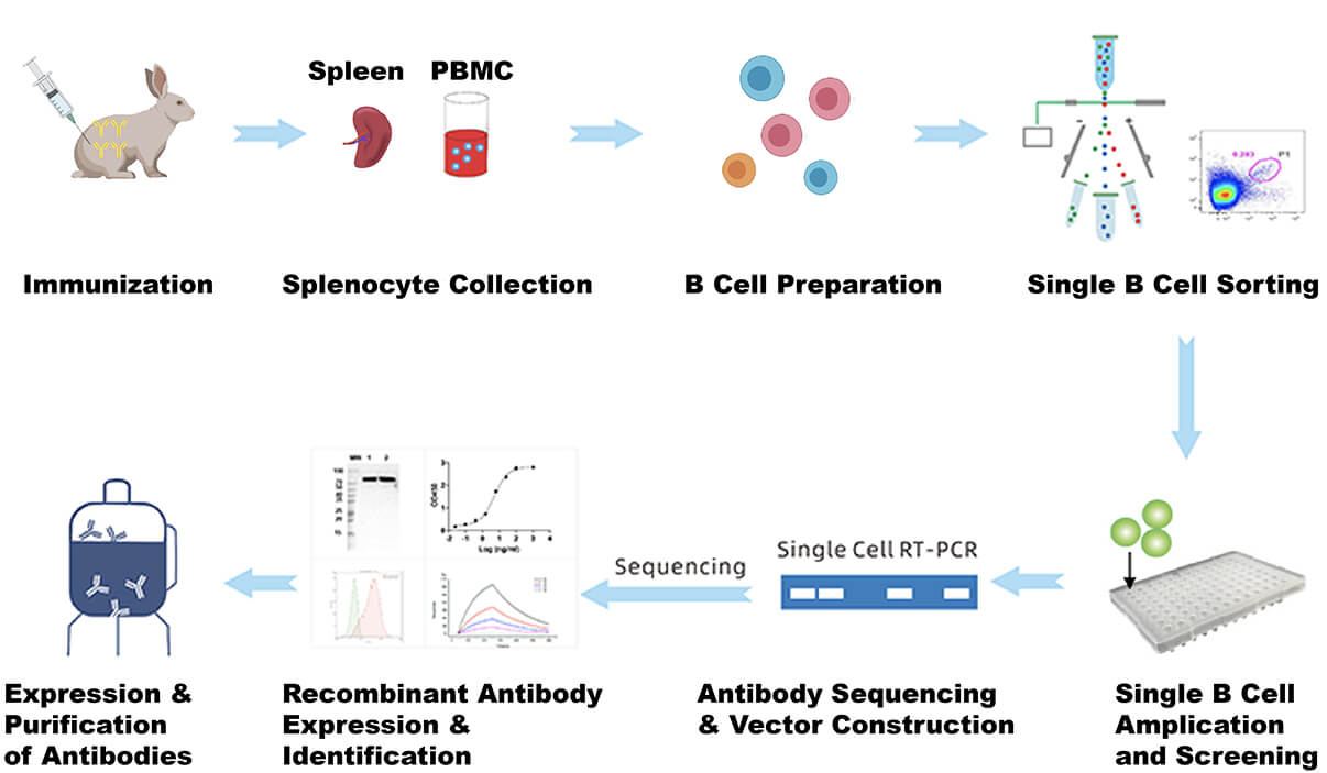 Rabbit Monoclonal Antibody Service