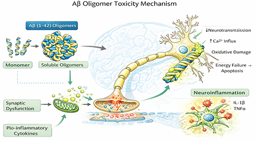 A beta oligomer toxicity mechanism