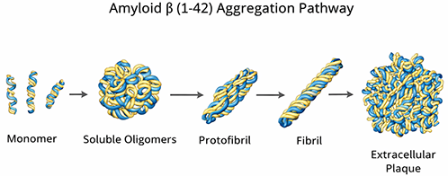 Amyloid beta 1-42 aggregation pathway