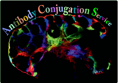 Antibody Conjugate Service