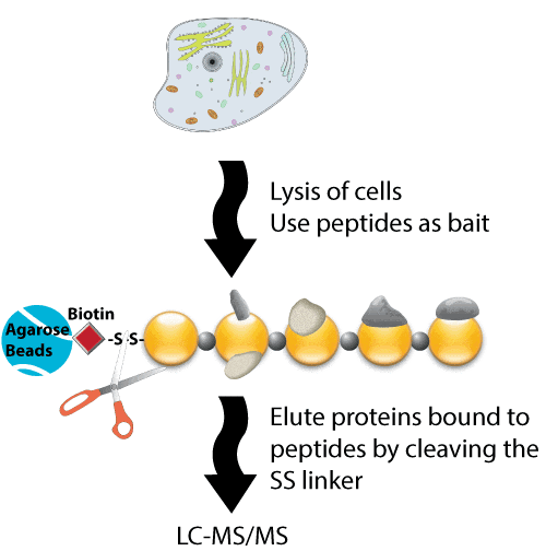 biotin-labeled peptide protein interactions