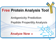 peptide analysis tool for peptide antibodies