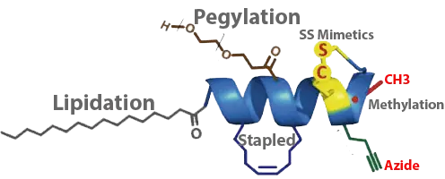 Peptide Modifications