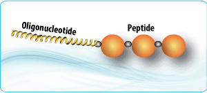 Peptide synthesis: Linear Peptide Oligonucleotide Conjugate