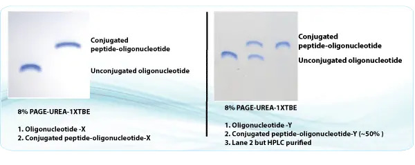 Peptide synthesis: peptide oligonucleotide conjugates