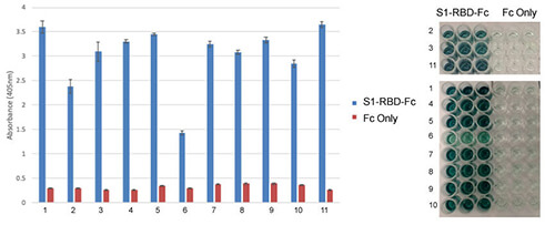 Coronavirus S1 RBD Antibody