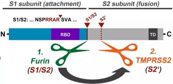 Recombinant SARS-CoV-2 Furin TMPRSS2 COVID19