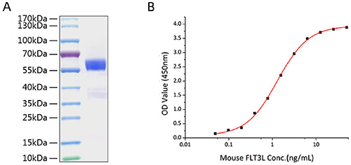 Mouse FLT3 Ligand Protein