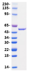 2019 Coronavirus SARS-CoV-2 Nucleocapsid Protein