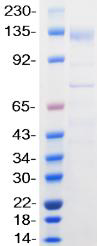 Recombinant SARS-CoV-2 Spike S1 Protein