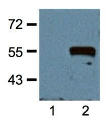 anti-cMyc mAb dilution probed against HEK293 cells transfected with Myc-tagged protein vector