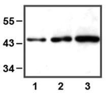 anti-ERK1 (E32) mAb dilution used in WB of HEK293 and HELA cell lysate