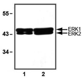 anti-ERK1/2 mAb dilution used in WB of HeLa cell lysates