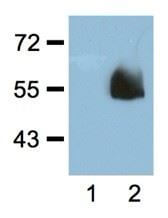 anti-HA mAb dilution probed against HEK293 cells transfected with HA-tagged protein vector 