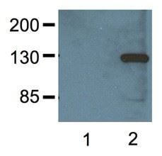 anti-V5 mAb dilution probed against HEK293 cells transfected with V5-tagged protein vector