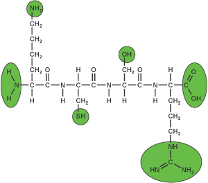 Peptide synthesis: N and C terminal modifications