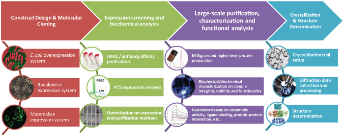 Protein Expression Service and Crystallization