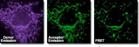 Peptide synthesis: Fluorescent Dyes