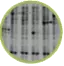 Protein Purification