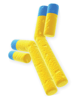 LifeTein Antibody Structure