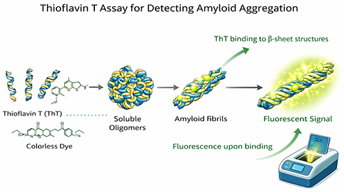 Thioflavin T assay for detecting amyloid aggregation
