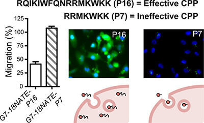 Antennapedia Peptide