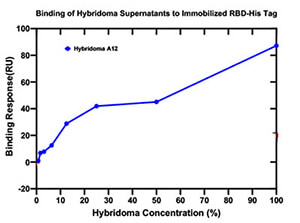 Coronavirus antibody binds to RBD