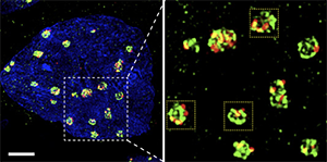 CENPB-PNA-probe