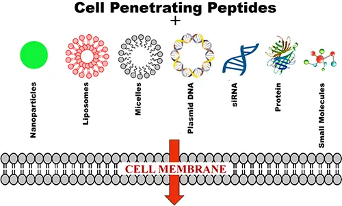 Cell Penetrating Peptide Applications