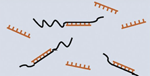 Chloroplast-rRNA-blocker