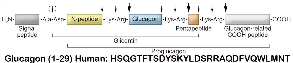 Glucagon (1-29) Human