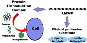 Cell Penetrating Peptide LMWP VSRRRRRRGGRRRR