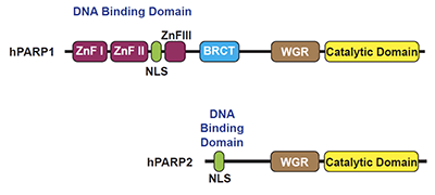 (image for) PARP1 Y158 Peptide