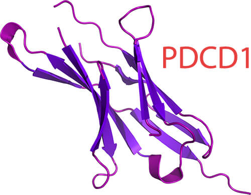 PD-1/PDCD1 Protein Structure