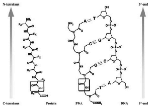 PNA-PCR-Clamping