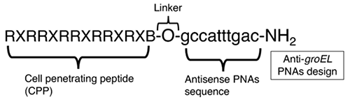 RXRRXRRXRRXRXB-PNA