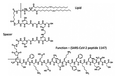 SARS-CoV-2-Glycoprotein-Peptide-SFKEELDKYFKNHTS