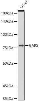 [KO Validated] GARS Rabbit mAb