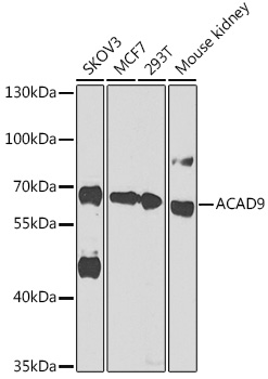 ACAD9 Rabbit pAb