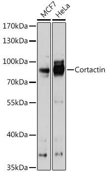 Cortactin Rabbit pAb