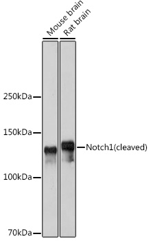 [KO Validated] Notch1 Rabbit pAb