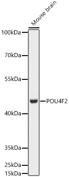 POU4F2 Rabbit pAb