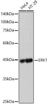 [KO Validated] ERK1 Rabbit mAb