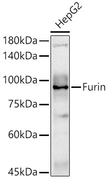 Furin Rabbit pAb