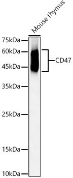 CD47 Rabbit pAb
