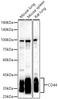 CD44 Rabbit pAb