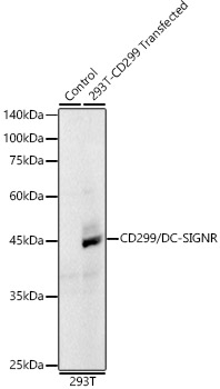 CD299/DC-SIGNR Rabbit mAb