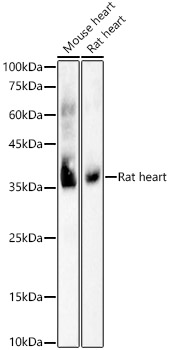 COX1 Rabbit mAb