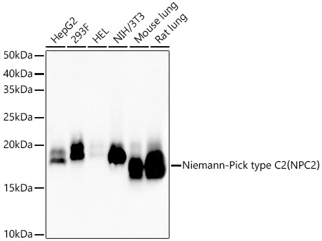 Niemann-Pick type C2_NPC2_ Rabbit mAb