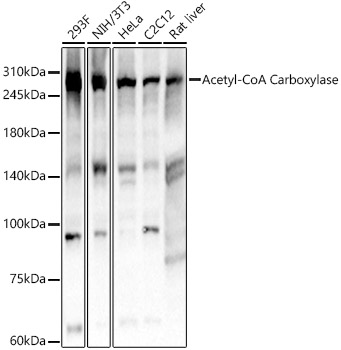 Acetyl-CoA Carboxylase Rabbit mAb